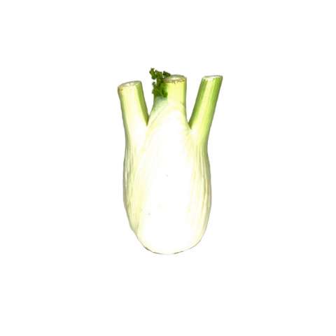 Fenchel 1 Kg vom Saumhof Künten